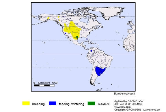 Verbreitungskarte von Buteo swainsoni