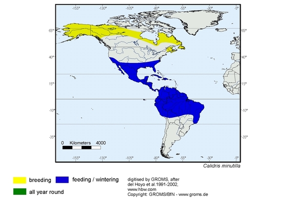 Verbreitungskarte von Calidris minutilla