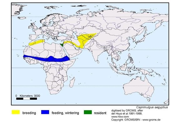 Verbreitungskarte von Caprimulgus aegyptius