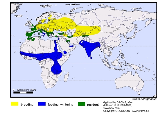 Verbreitungskarte von Circus aeruginosus