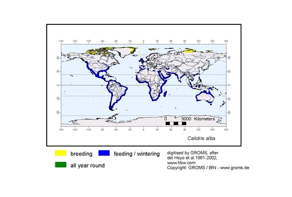 Verbreitungskarte von Calidris alba