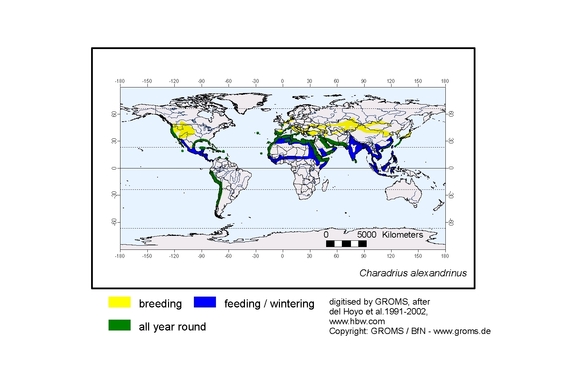 Verbreitungskarte von Charadrius alexandrinus