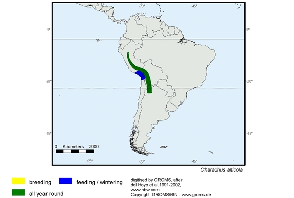 Verbreitungskarte von Charadrius alticola