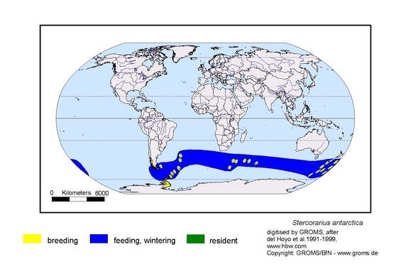 Verbreitungskarte von Stercorarius antarctica