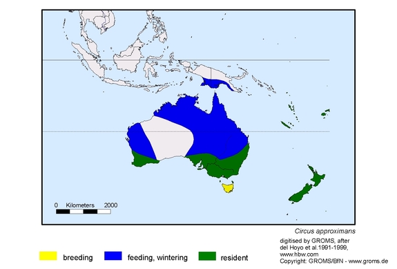Verbreitungskarte von Circus approximans