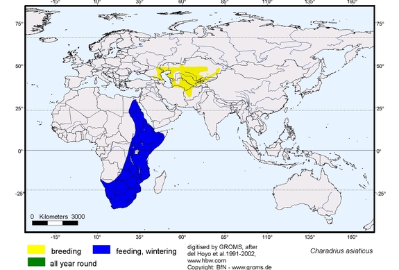 Verbreitungskarte von Charadrius asiaticus