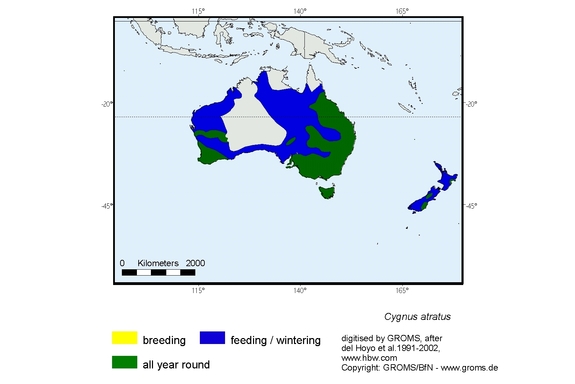 Verbreitungskarte von Cygnus atratus