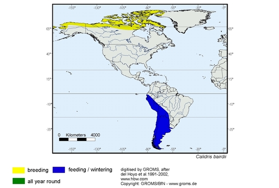 Verbreitungskarte von Calidris bairdii