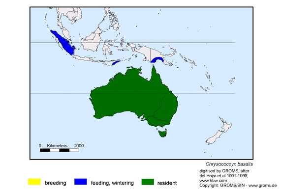 Verbreitungskarte von Chrysococcyx basalis