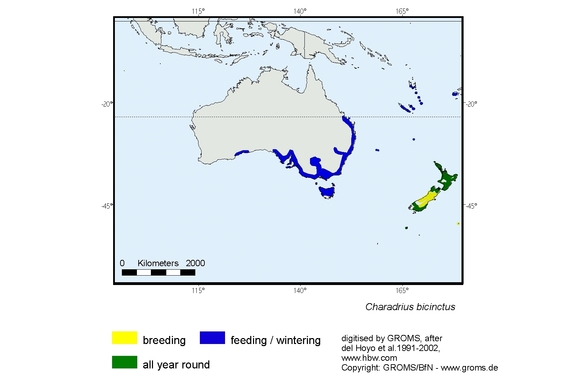 Verbreitungskarte von Charadrius bicinctus
