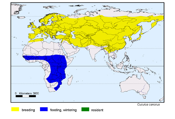 Verbreitungskarte von Cuculus canorus