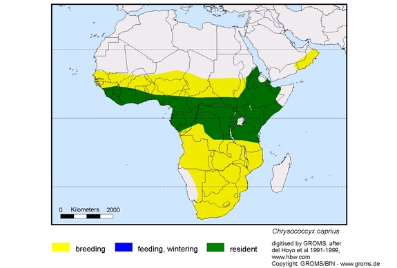 Verbreitungskarte von Chrysococcyx caprius