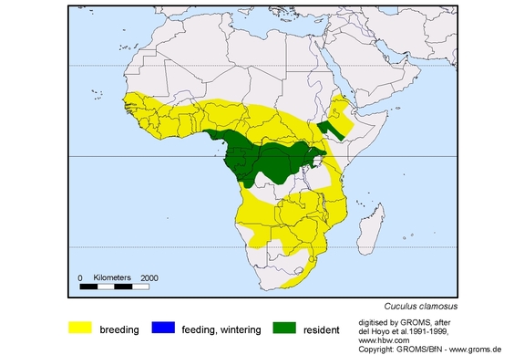 Verbreitungskarte von Cuculus clamosus