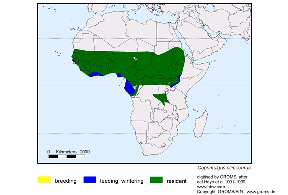 Verbreitungskarte von Caprimulgus climacurus