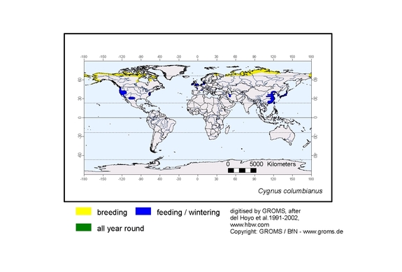 Verbreitungskarte von Cygnus columbianus