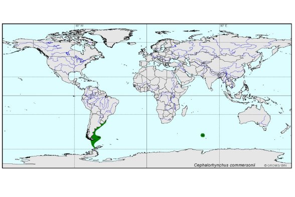 Verbreitungskarte von Cephalorhynchus commersonii