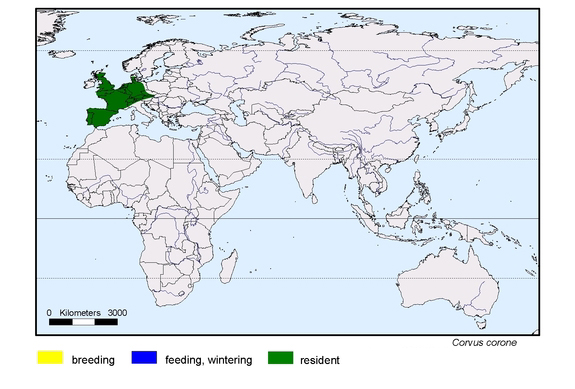 Verbreitungskarte von Corvus corone