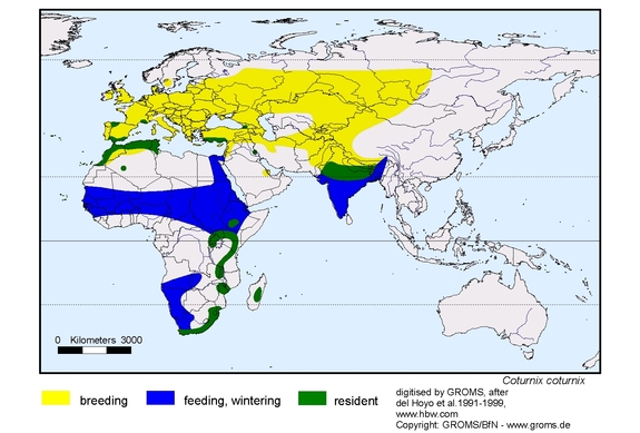 Verbreitungskarte von Coturnix coturnix