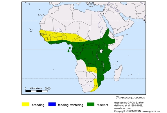 Verbreitungskarte von Chrysococcyx cupreus