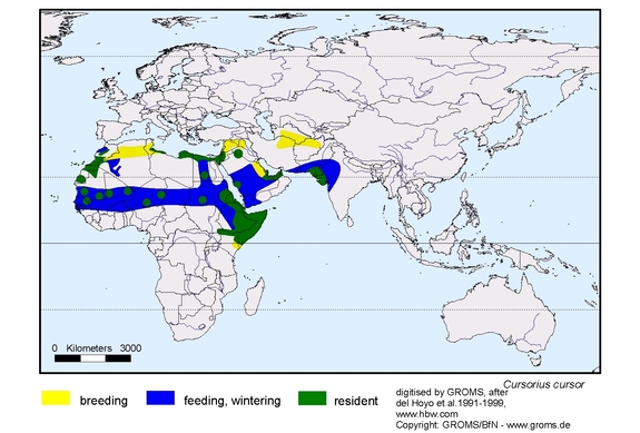 Verbreitungskarte von Cursorius cursor