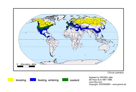 Verbreitungskarte von Circus cyaneus