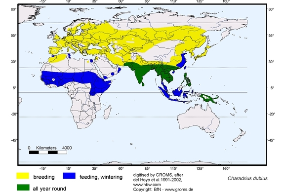 Verbreitungskarte von Charadrius dubius