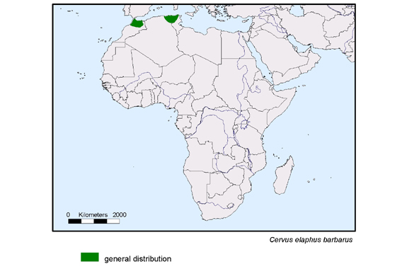 Verbreitungskarte von Cervus elaphus