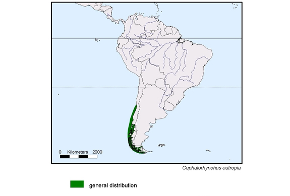 Verbreitungskarte von Cephalorhynchus eutropia