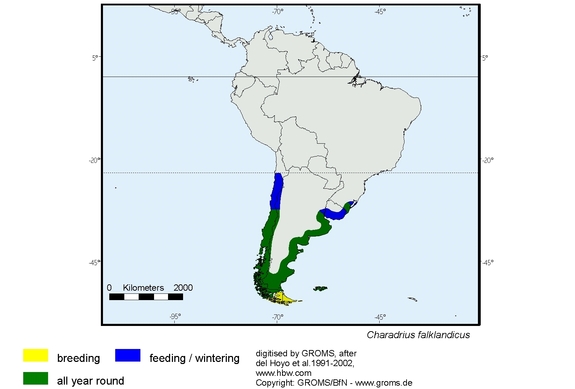 Verbreitungskarte von Charadrius falklandicus