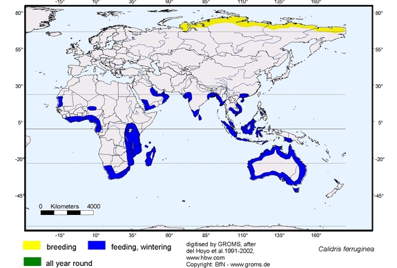 Verbreitungskarte von Calidris ferruginea