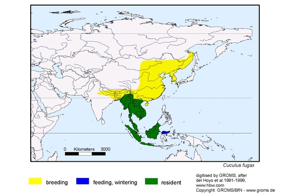 Verbreitungskarte von Cuculus fugax