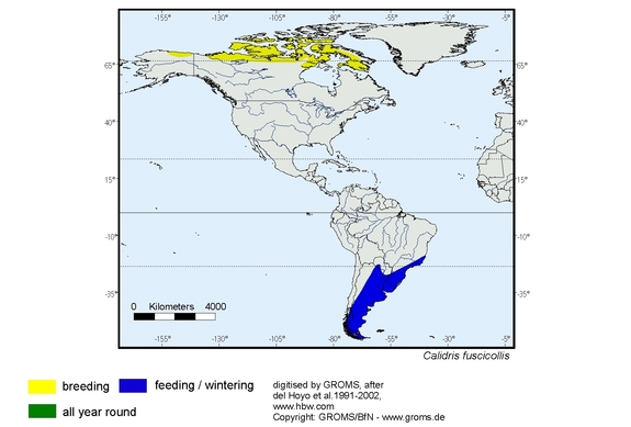 Verbreitungskarte von Calidris fuscicollis