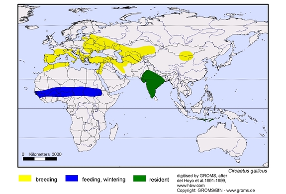 Verbreitungskarte von Circaetus gallicus