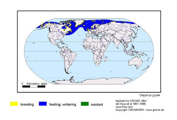 Verbreitungskarte von Cepphus grylle