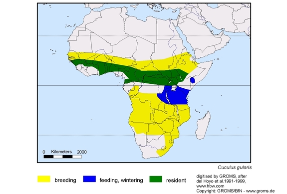Verbreitungskarte von Cuculus gularis