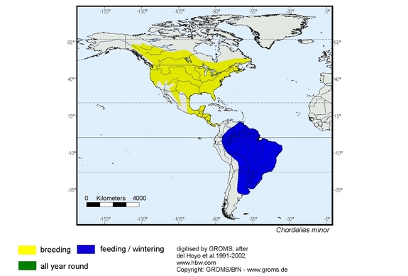 Verbreitungskarte von Chordeiles minor