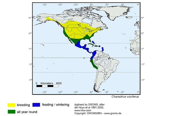 Verbreitungskarte von Charadrius vociferus
