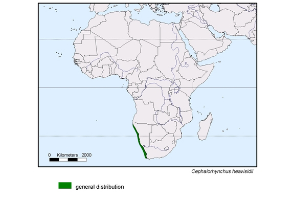 Verbreitungskarte von Cephalorhynchus heavisidii