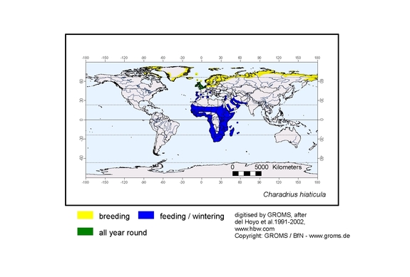 Verbreitungskarte von Charadrius hiaticula
