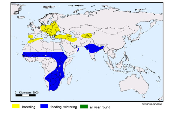 Verbreitungskarte von Ciconia ciconia