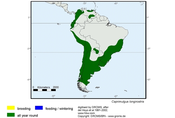 Verbreitungskarte von Caprimulgus longirostris