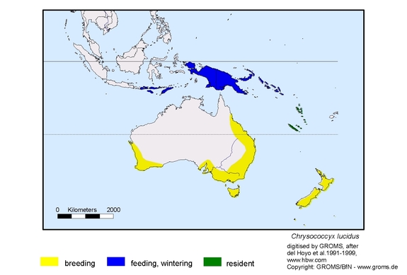 Verbreitungskarte von Chrysococcyx lucidus