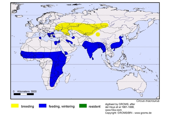 Verbreitungskarte von Circus macrourus