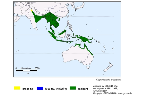 Verbreitungskarte von Caprimulgus macrurus