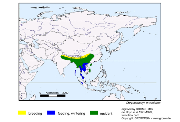 Verbreitungskarte von Chrysococcyx maculatus