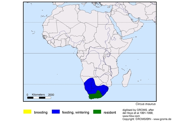 Verbreitungskarte von Circus maurus