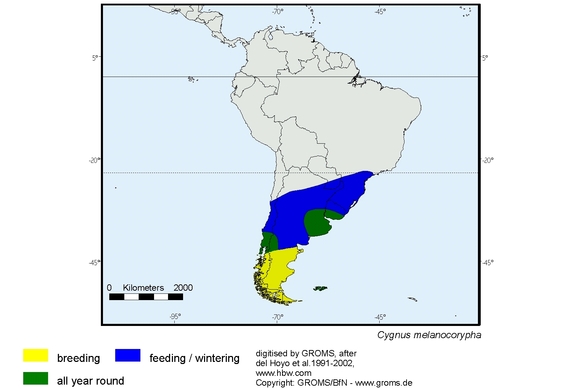 Verbreitungskarte von Cygnus melanocorypha