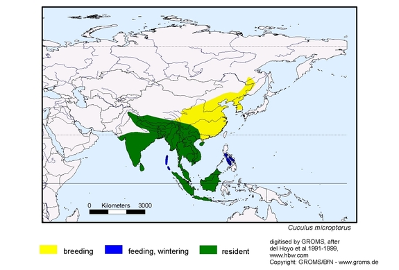 Verbreitungskarte von Cuculus micropterus