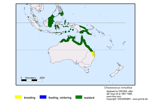 Verbreitungskarte von Chrysococcyx minutillus