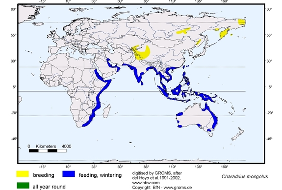 Verbreitungskarte von Charadrius mongolus